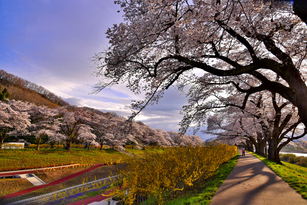 夕暮れ時の桜並木