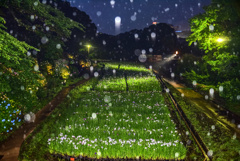 雨ホタル