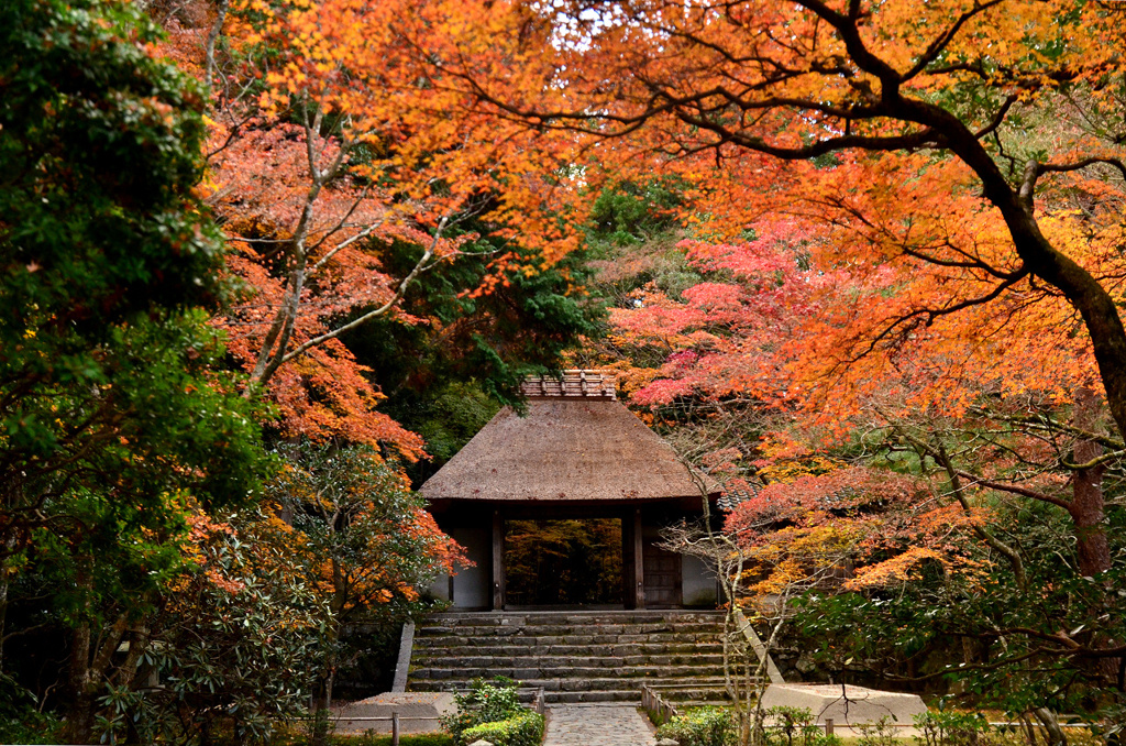 紅葉総集編2