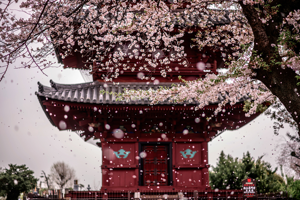 二日連続の桜吹雪