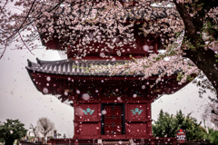 二日連続の桜吹雪