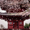二日連続の桜吹雪