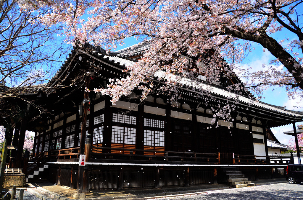 本隆寺桜吹雪