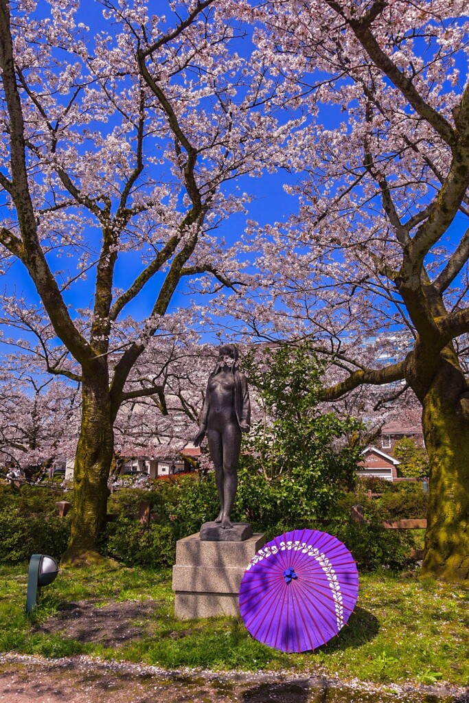 富山 松川の桜
