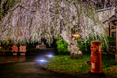 絵葉書のような夜桜