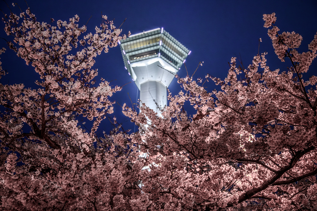 夜桜と五稜郭タワー