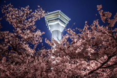 夜桜と五稜郭タワー