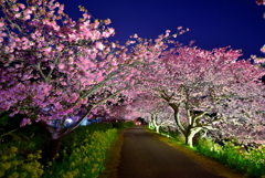 南伊豆町の夜桜2