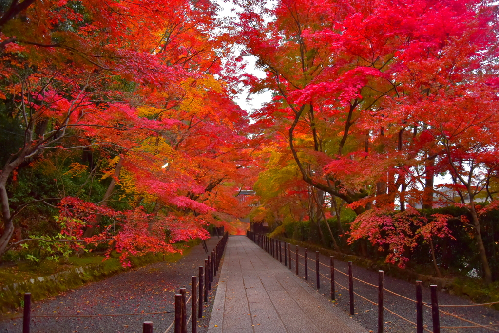 紅参道