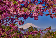 西平畑公園の河津桜2