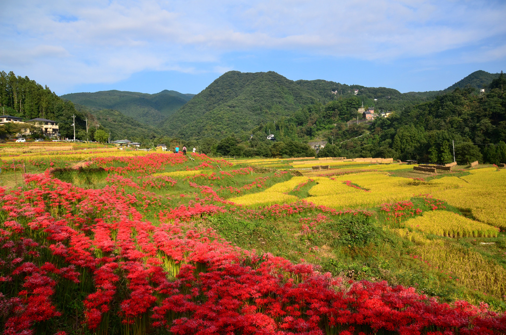 寺坂棚田4