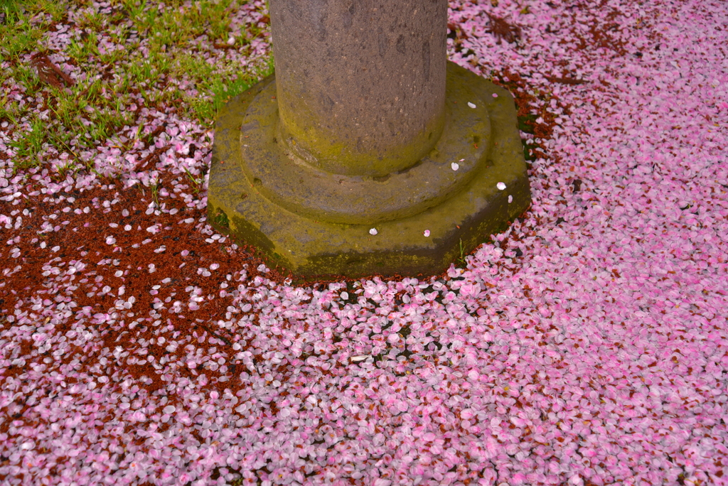 桜色の絨毯