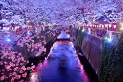目黒川夜桜