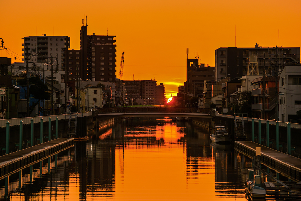 呑川の朝日