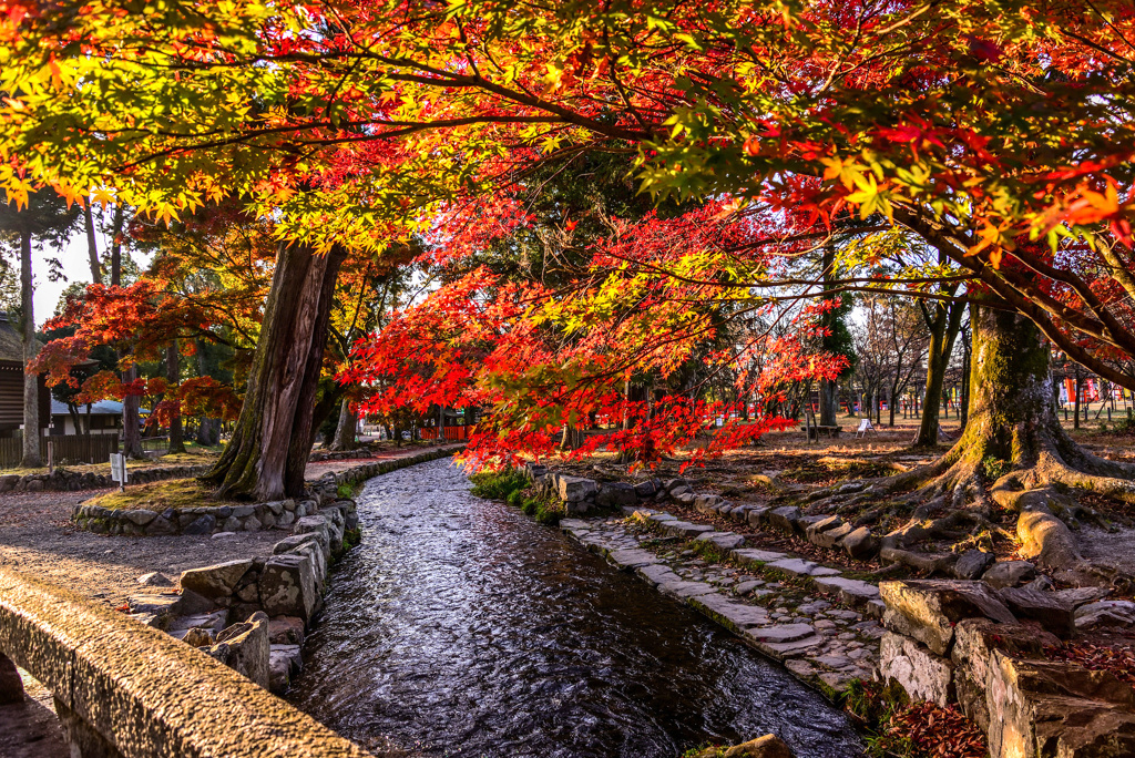 上賀茂神社の逆光紅葉