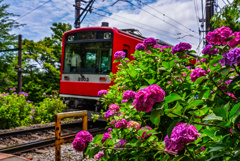 箱根の紫陽花