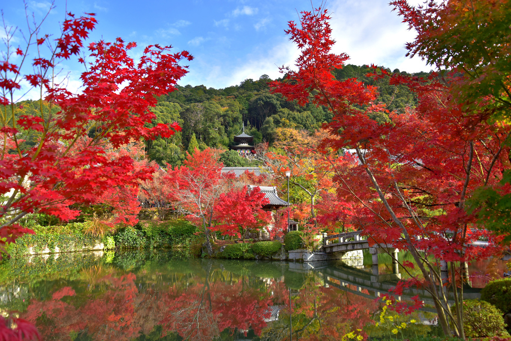 出し忘れシリーズ(永観堂)