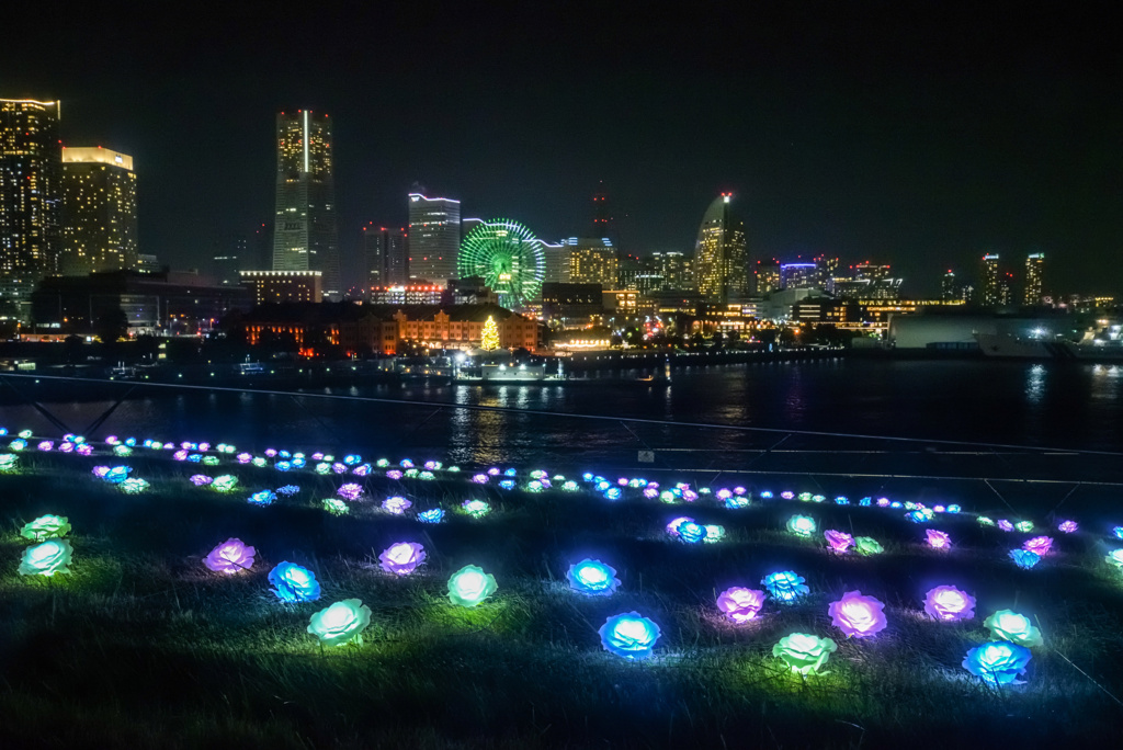 夜の薔薇園