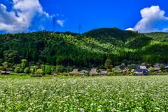 美山の蕎麦畑