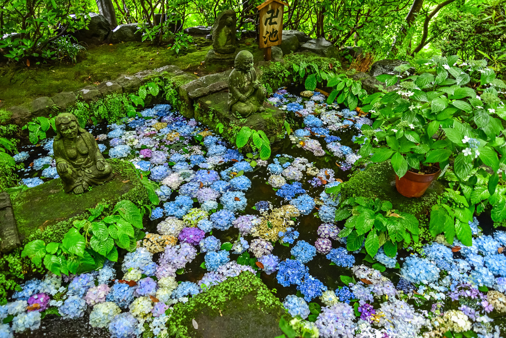 水中花