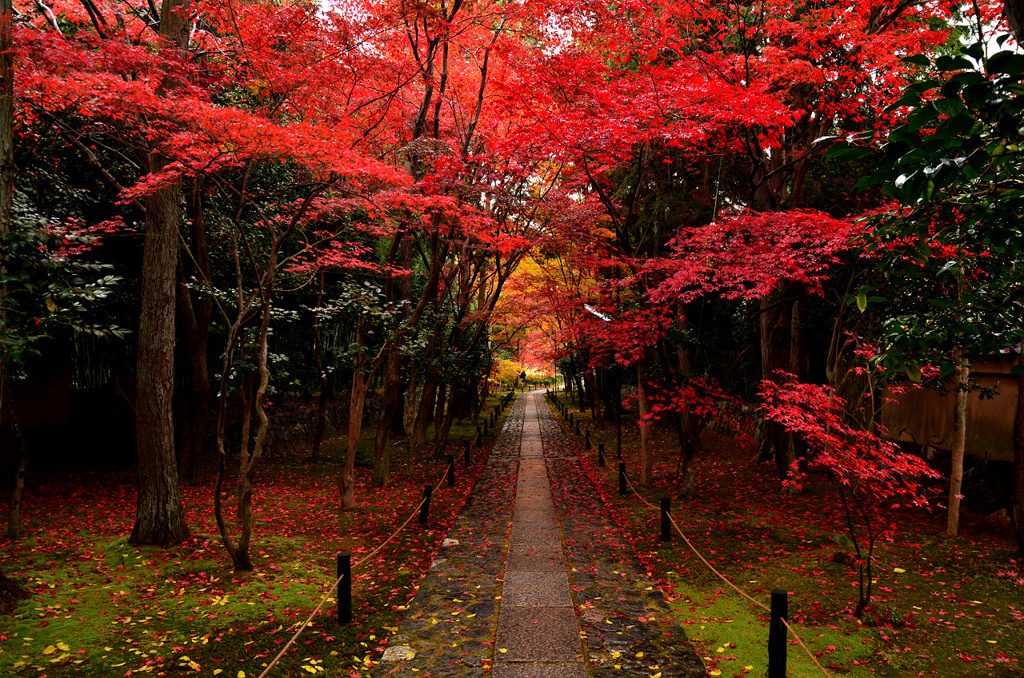 雨の鹿王院