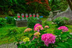 今更の紫陽花