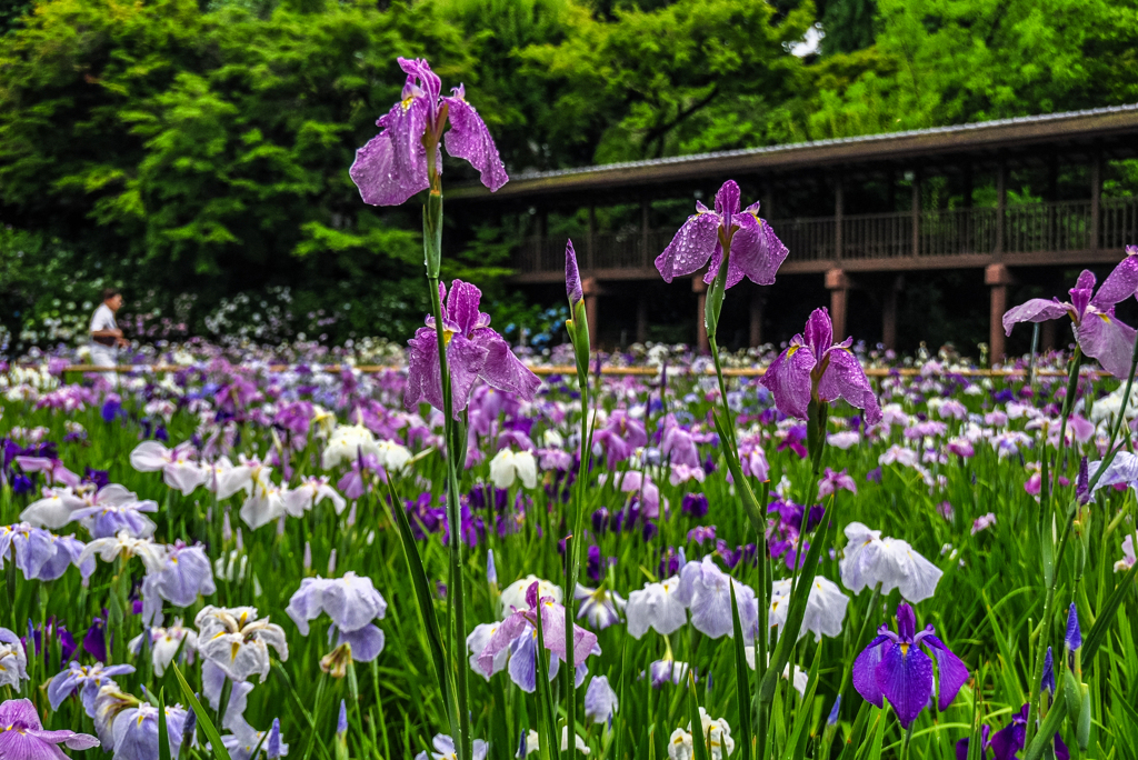 十年前の本土寺