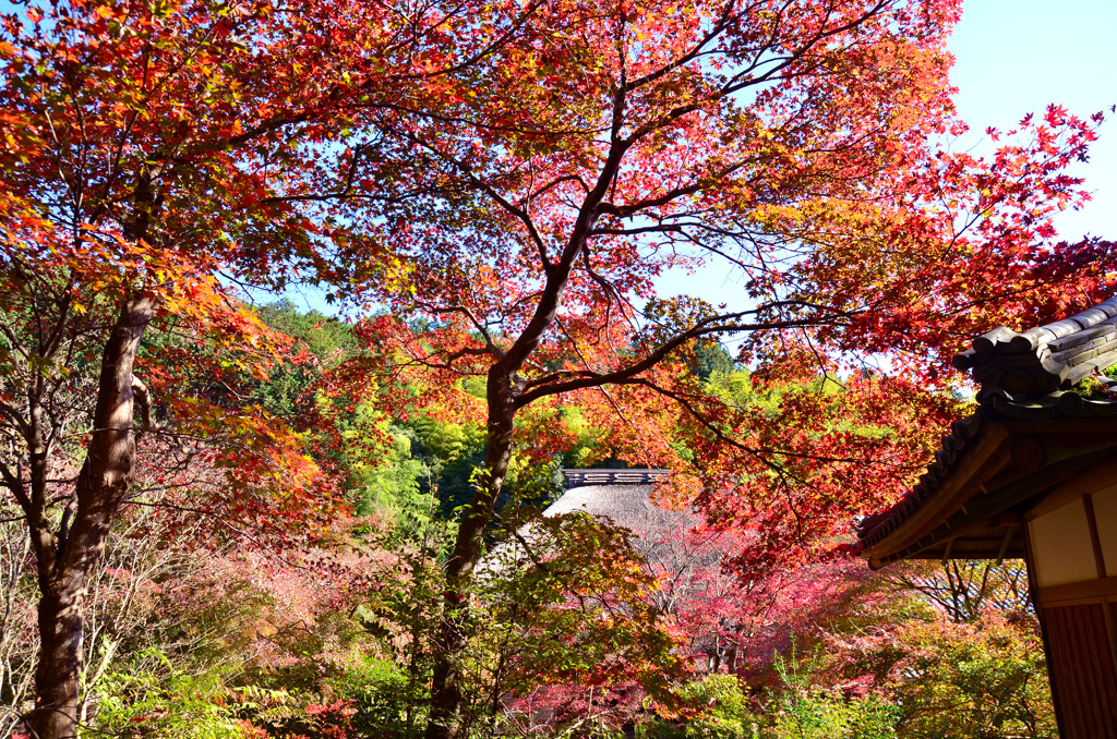 直指庵の紅葉