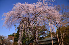 清水公園