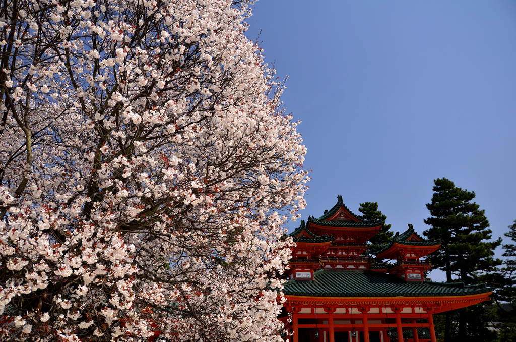 左近の桜