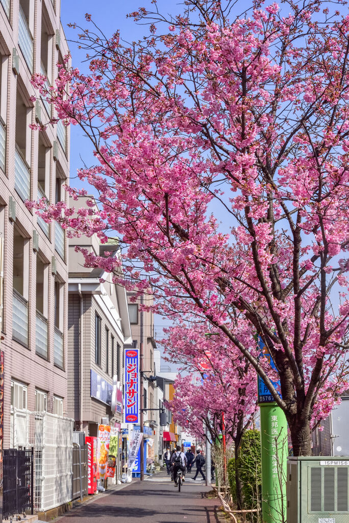 東邦医大通りの桜並木