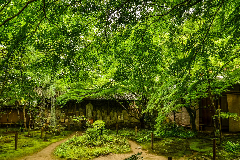 八年前の蓮華寺の深緑