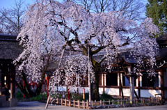 平野神社の魁桜2