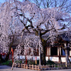 平野神社の魁桜2