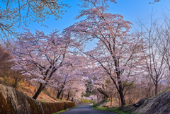 美の山の桜トンネル