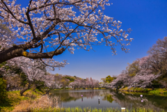 県立三ッ池公園の桜
