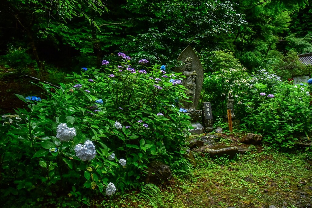 阿弥陀寺の紫陽花2