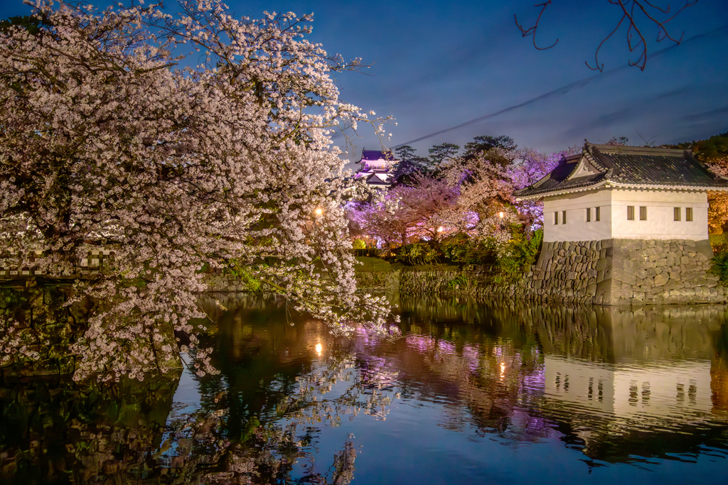 小田原の夜桜