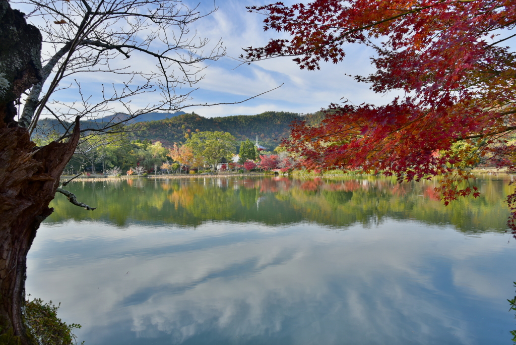 嵯峨野の秋