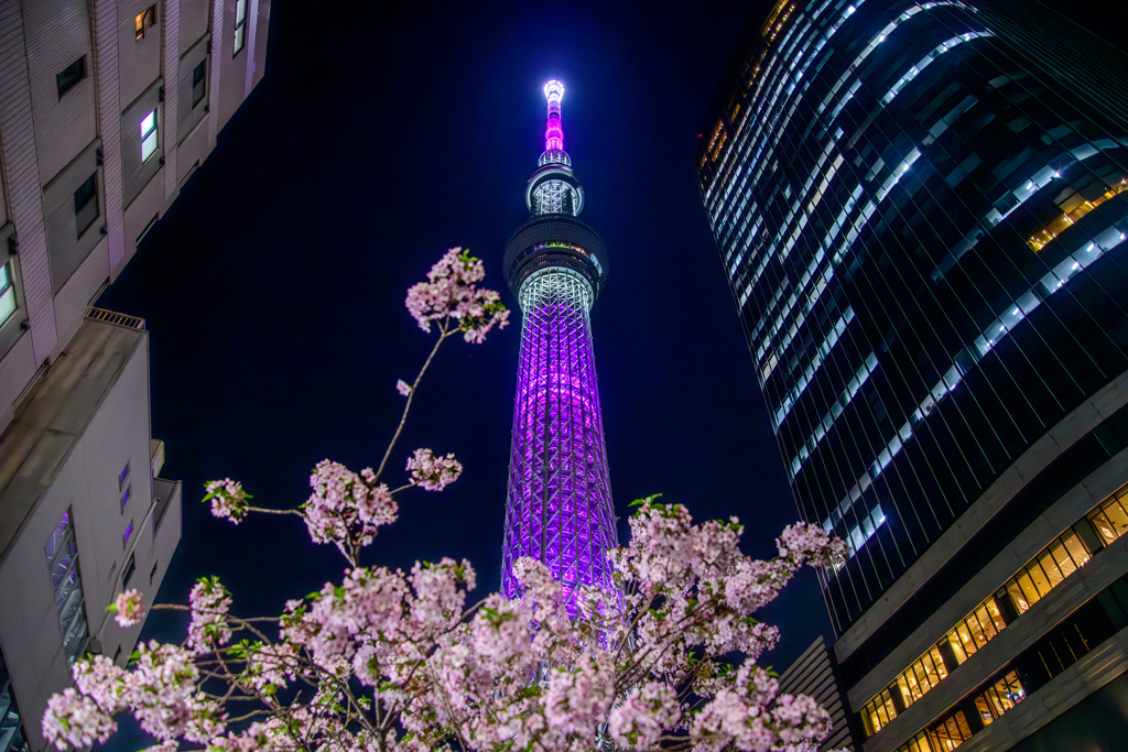 遅咲きの桜とスカイツリー