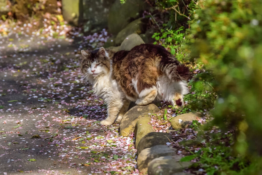 小田原の猫