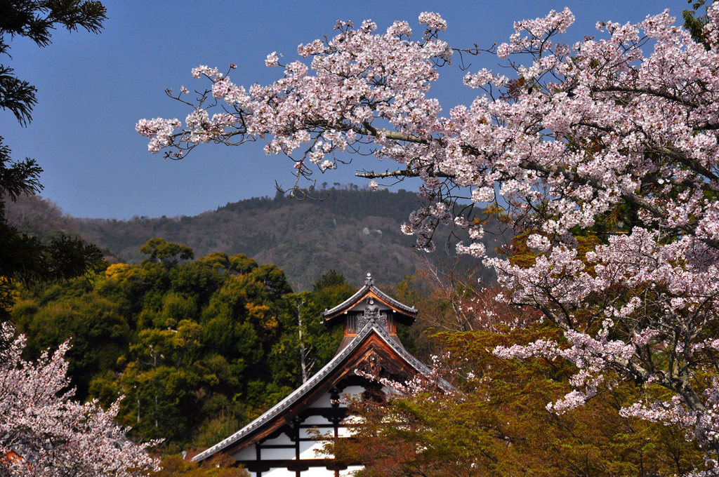 春の天龍寺