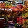 紅葉グラデーション