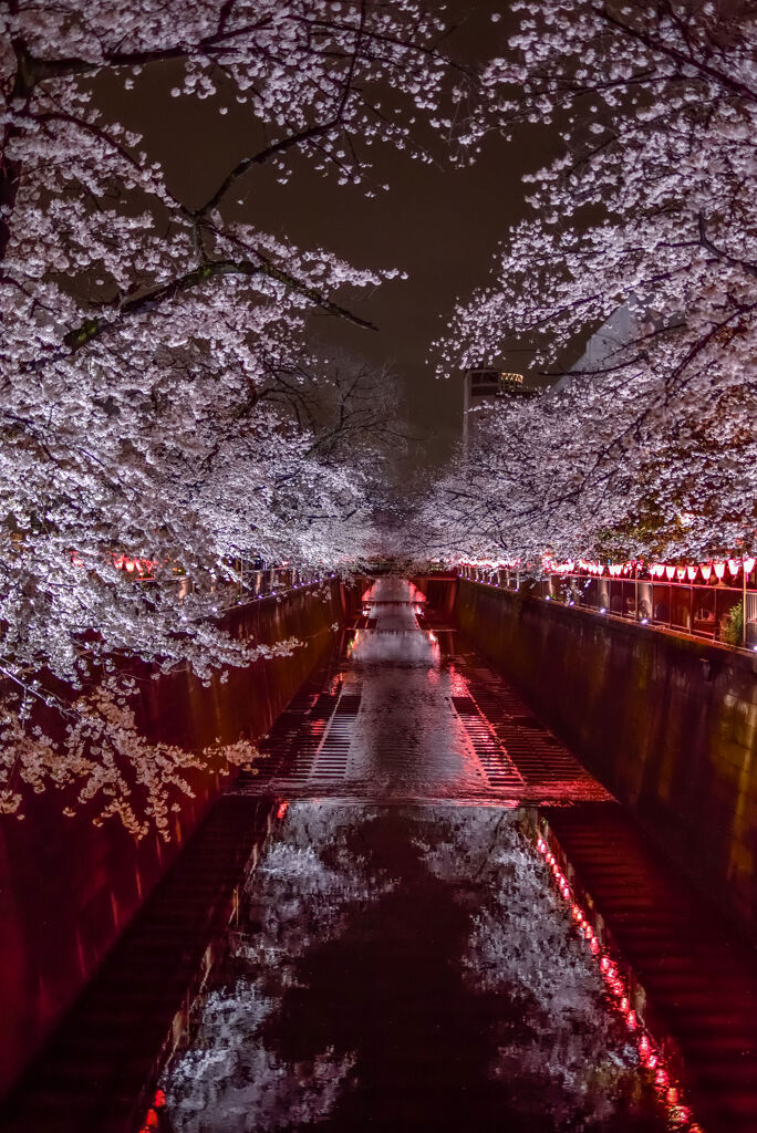 目黒川の夜桜