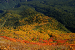 紅葉が降りていく2