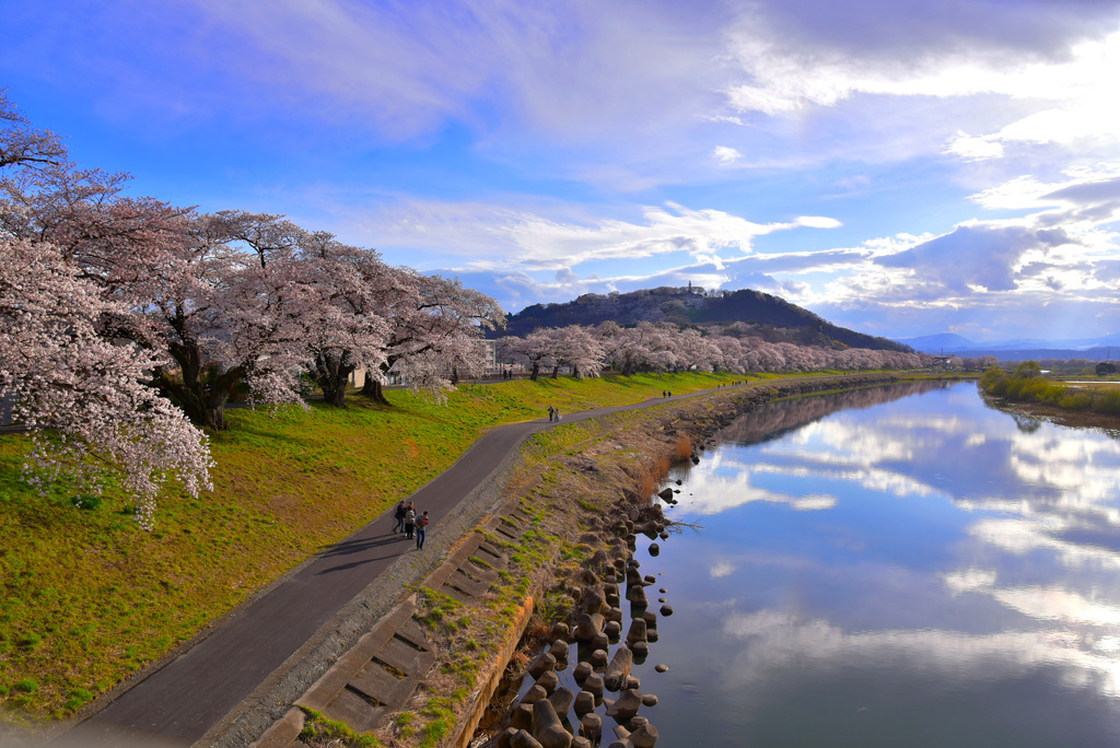 白石川堤の桜並木