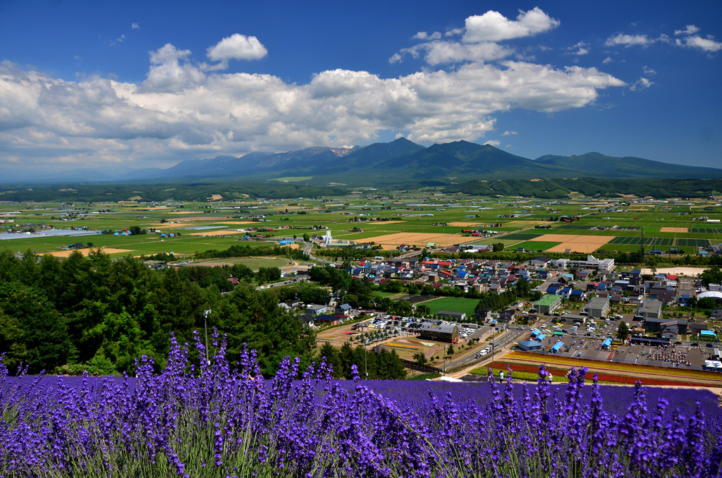 中富良野のラベンダー