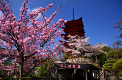 宮島の春3