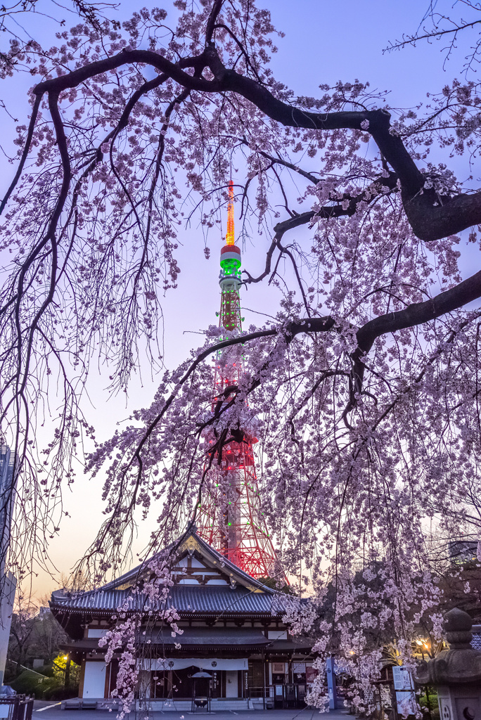 黄昏時のしだれ桜