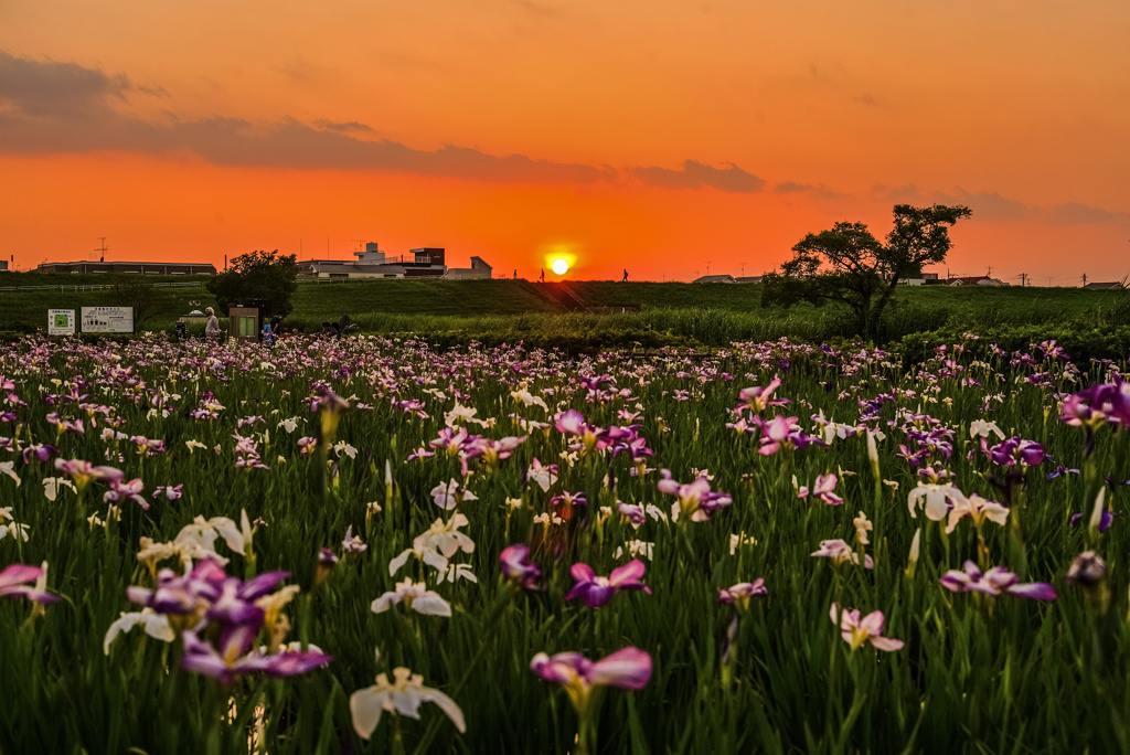 小岩菖蒲園の夕日